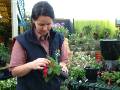 Polyanthus tidying